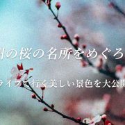 九州の桜の名所をめぐろう！ドライブで行く美しい景色を大公開！アイキャッチ