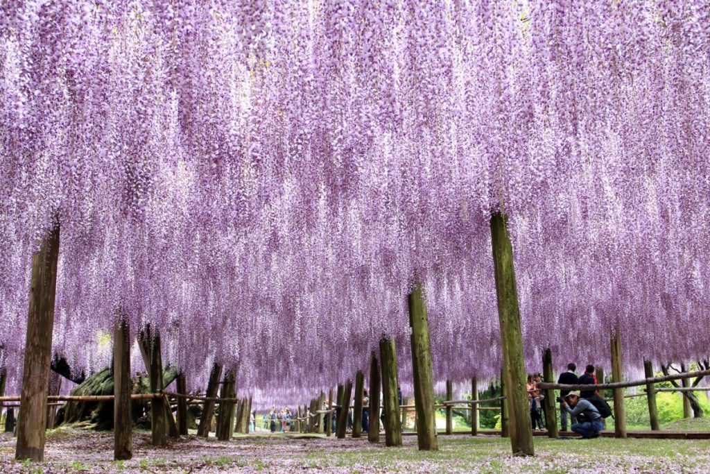 河内藤園